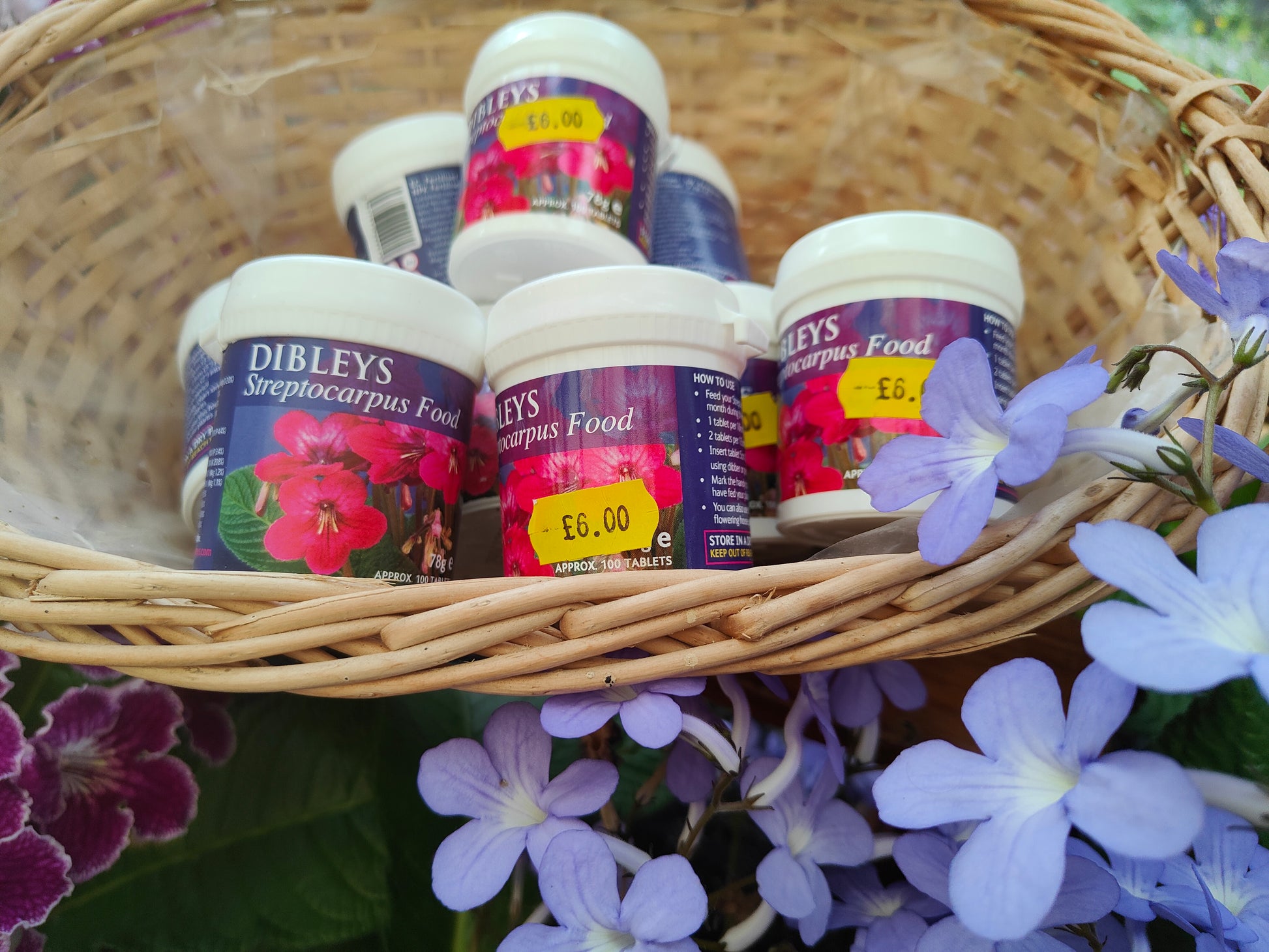 > DIBLEYS F00D TABLETS - Streptocarpus Food Tablets - Dibleys