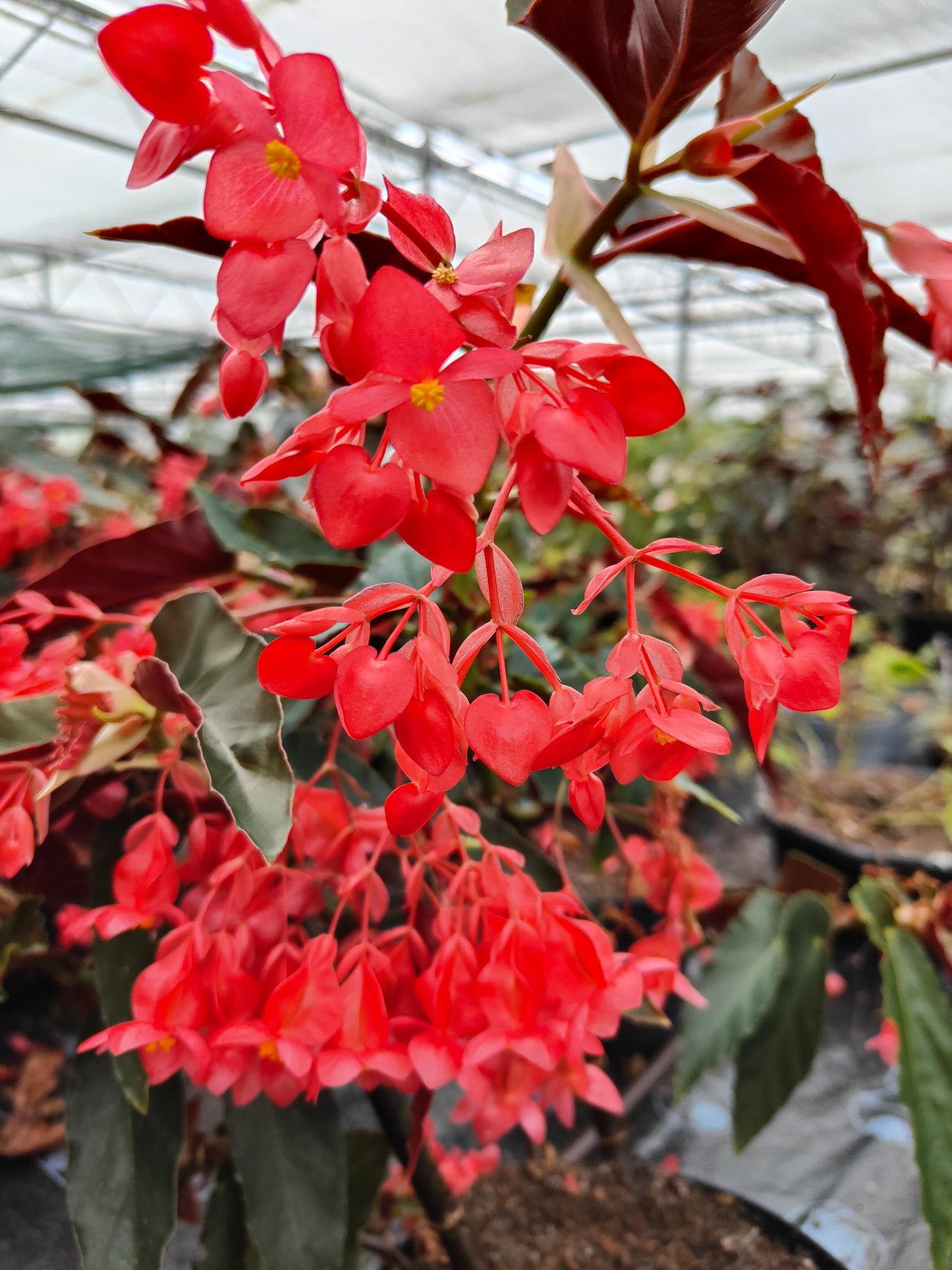 Begonia Torch