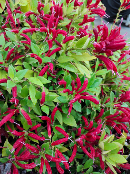 Aeschynanthus Big Apple