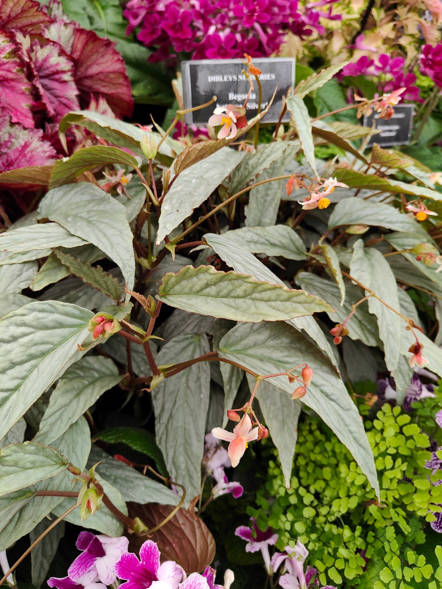 Begonia hatacoa 'Silver'