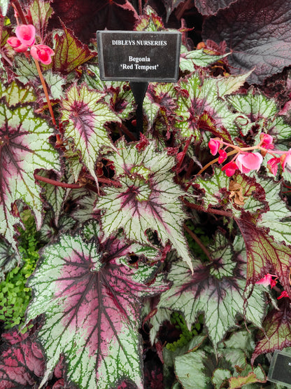 Begonia Red Tempest