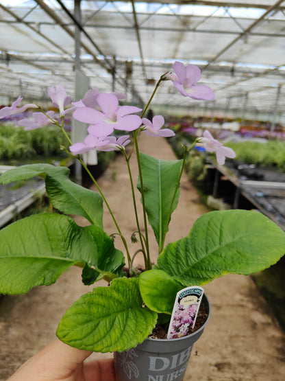 Streptocarpus Gloria