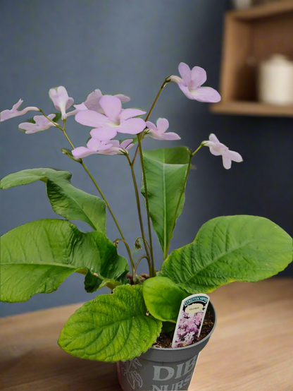 Streptocarpus Gloria