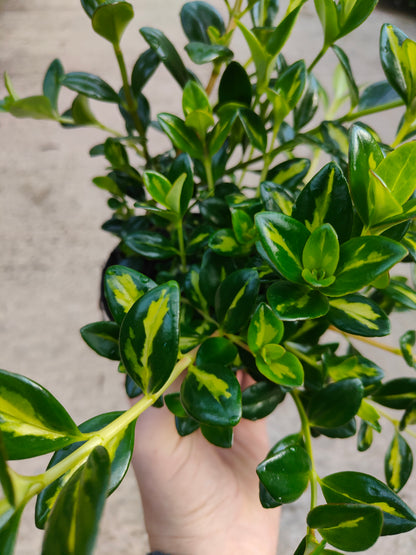 Nematanthus gregarius Variegata