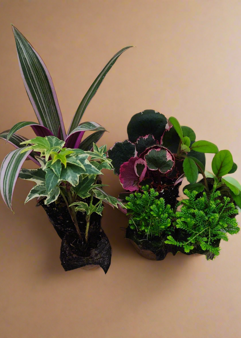 Terrarium Plug Plant Collection (6 plants)