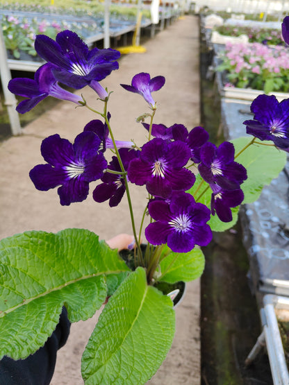 Streptocarpus Pippa