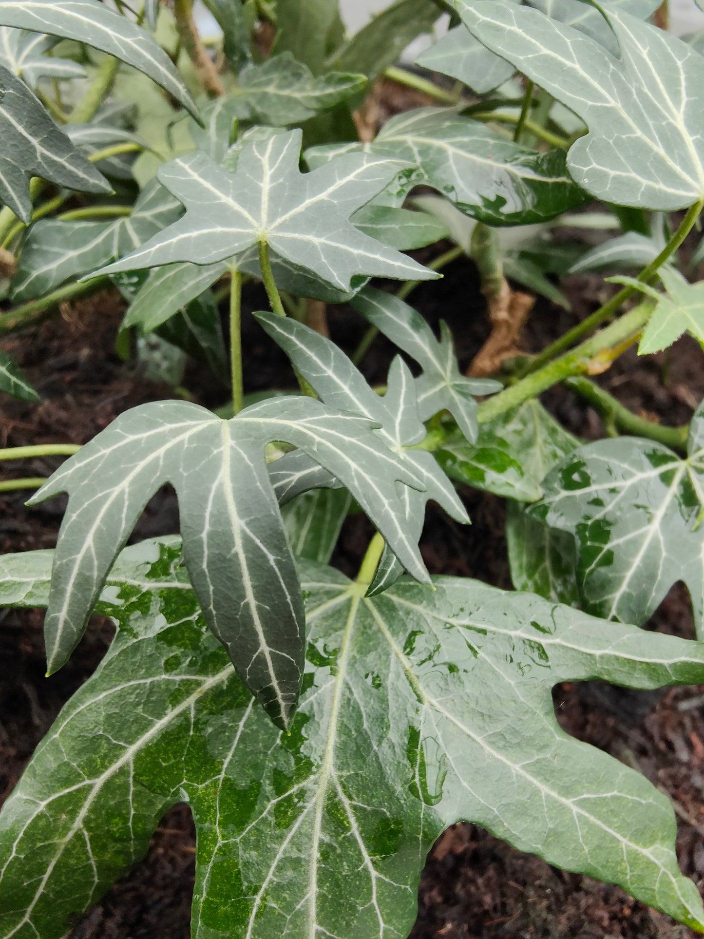 Hedera helix Heron