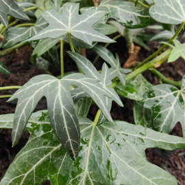 Hedera helix Heron