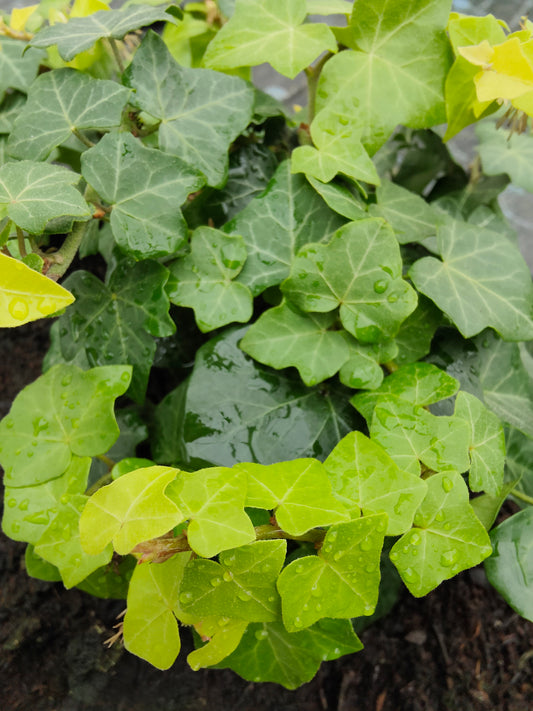 Hedera helix Buttercup