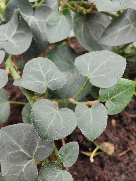 Hedera helix Obovata