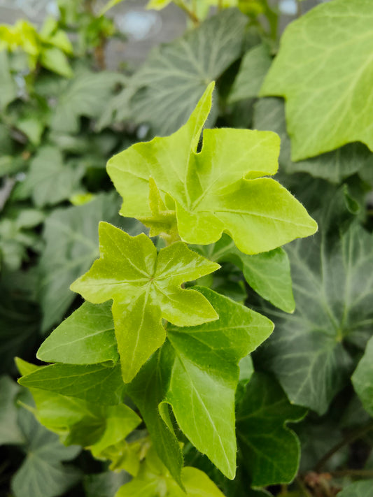 Hedera helix Wanda's Fan