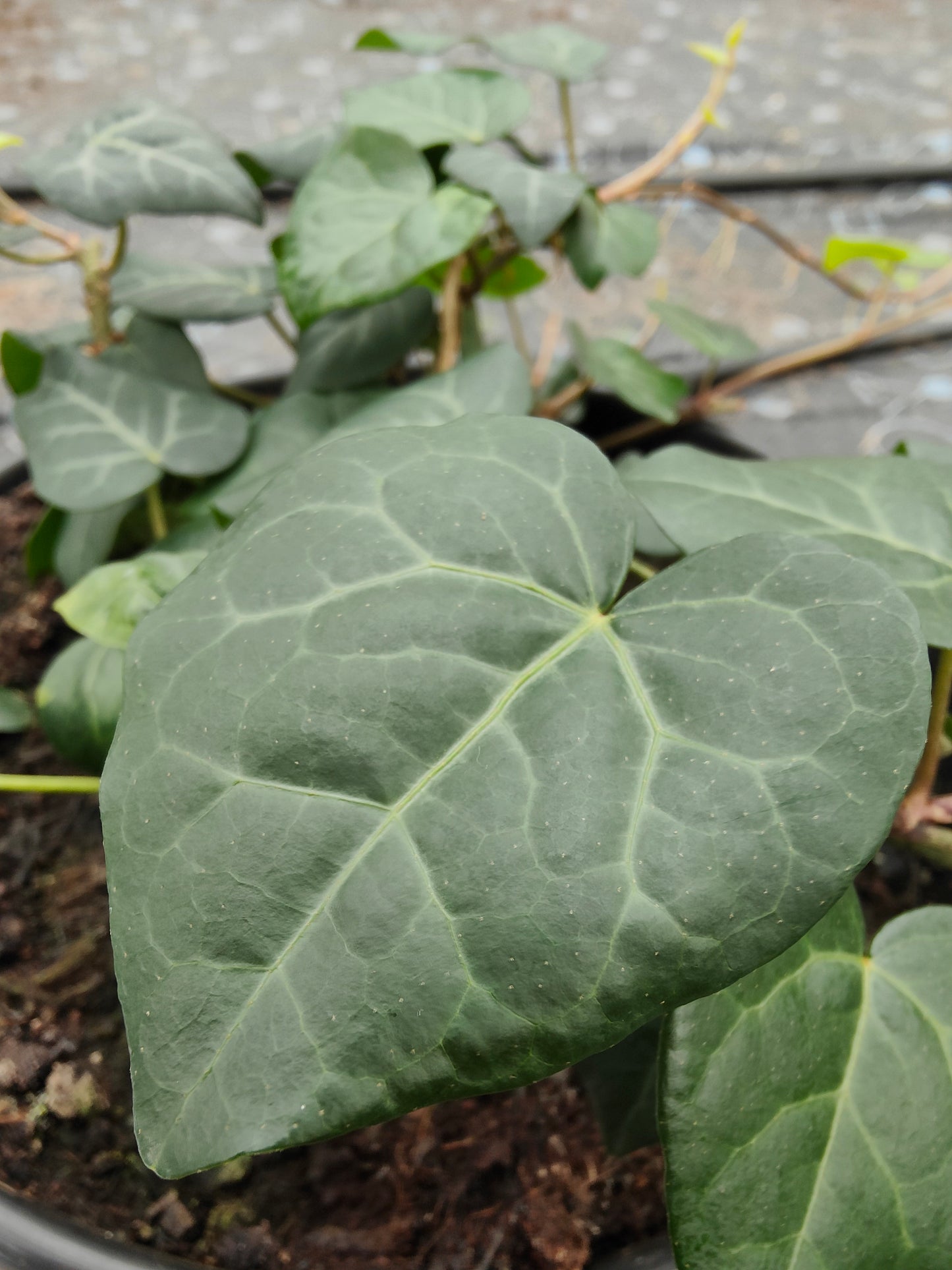 Hedera colchica Dendroides