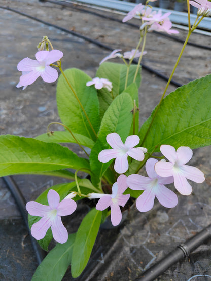 Streptocarpus Gloria