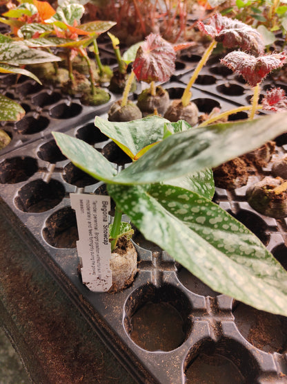 Begonia Snowcap