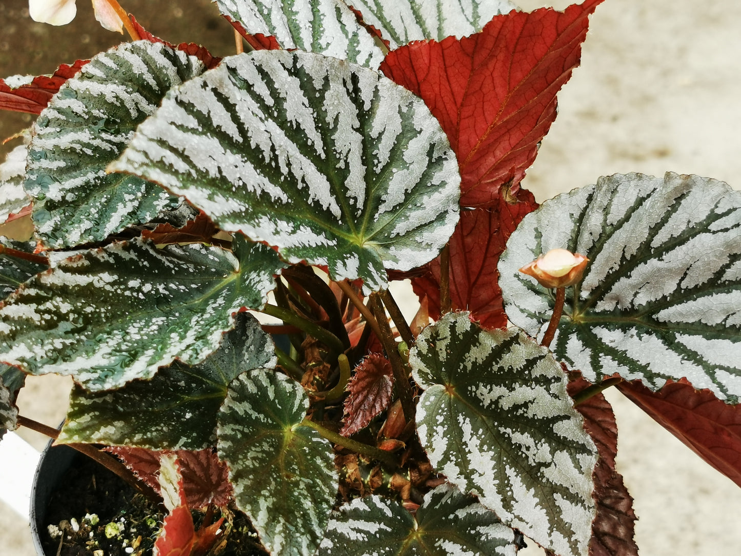 Begonia Mishmi Silver