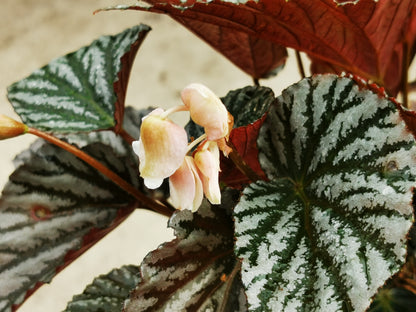 Begonia Mishmi Silver