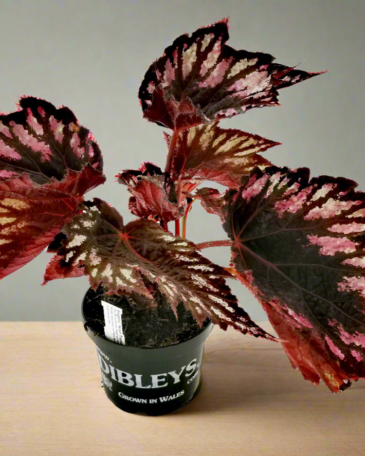 Begonia Helen Teupel