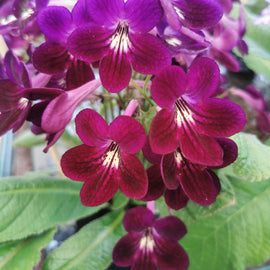 Streptocarpus Dibley's Patricia