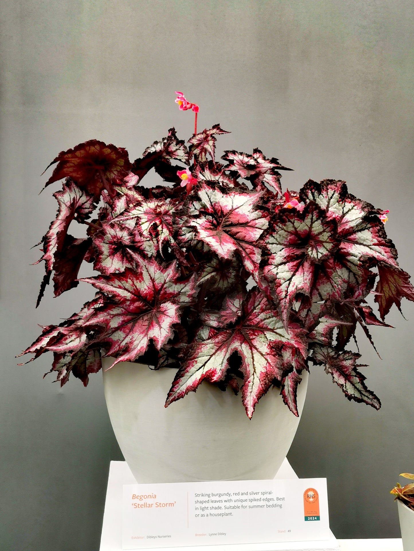 Begonia Stellar Storm