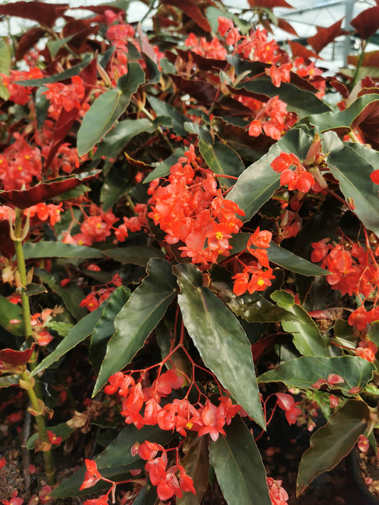 Begonia Torch