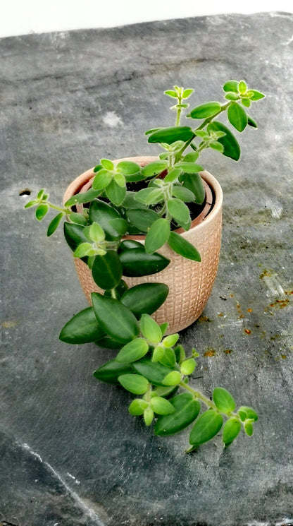 Aeschynanthus Gracilis