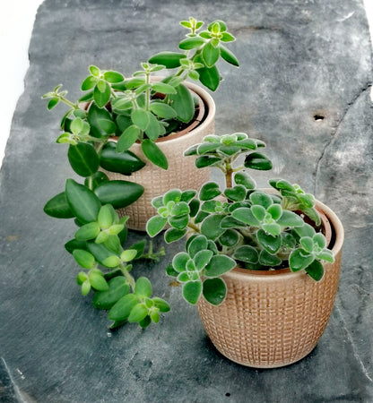 Stylish Ceramic Cache/Cover pots - 7cm