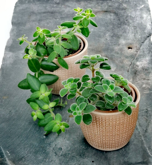 Stylish Ceramic Cache/Cover pots - 7cm