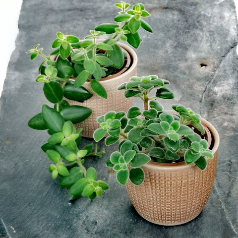 Stylish Ceramic Cache/Cover pots - 7cm