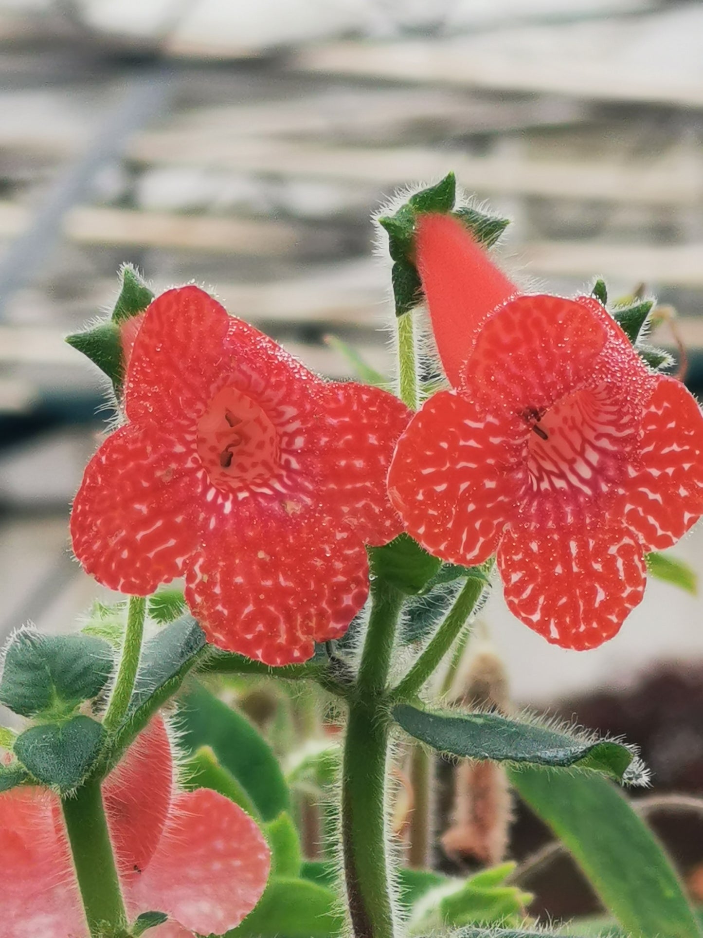 Kohleria Strawberry Fields