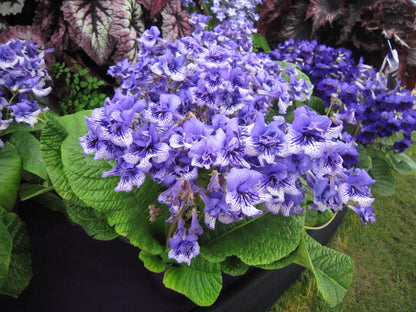 Streptocarpus Blue Frills