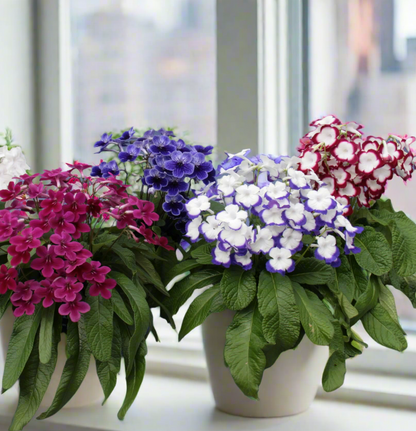 Streptocarpus Fleischle Collection A