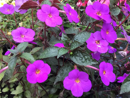 Achimenes Imperial Light