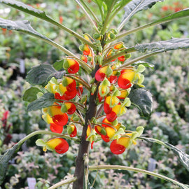 Impatiens niamniamensis (Cockatoo / Parrot plant)