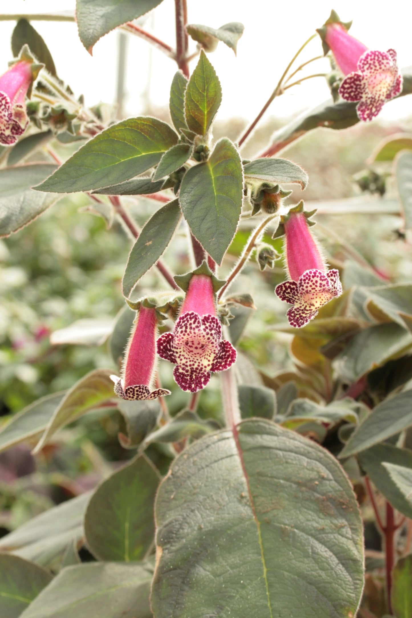 Kohleria Blackberry Butterfly