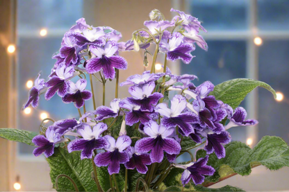 Streptocarpus Katie