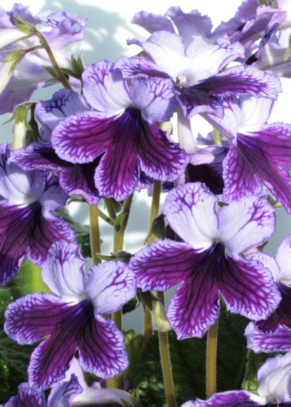 Streptocarpus Katie