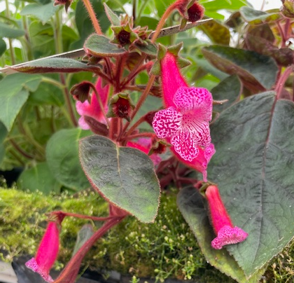 Kohleria Larissa