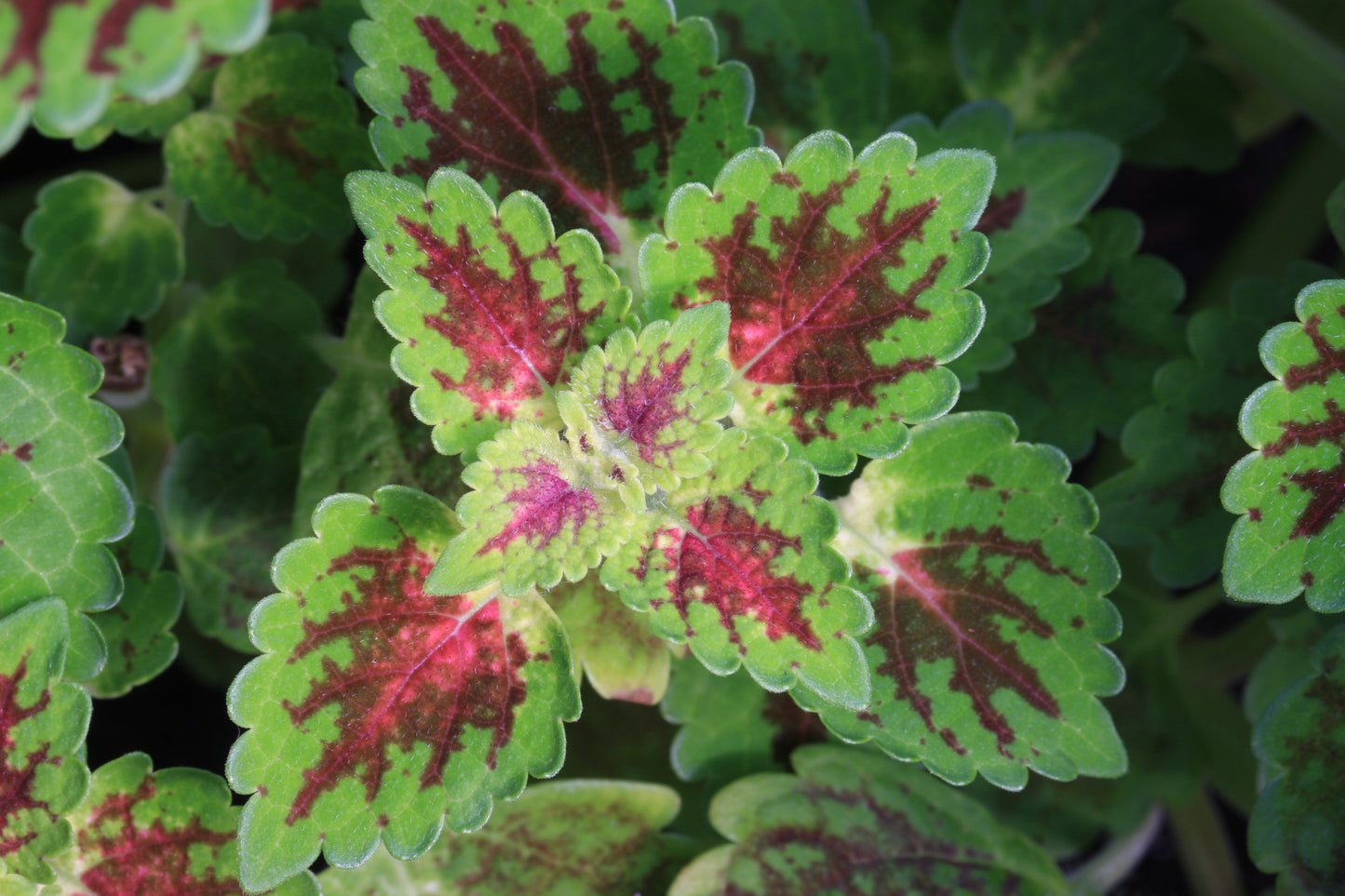 Coleus (Plectranthus) Lord Falmouth