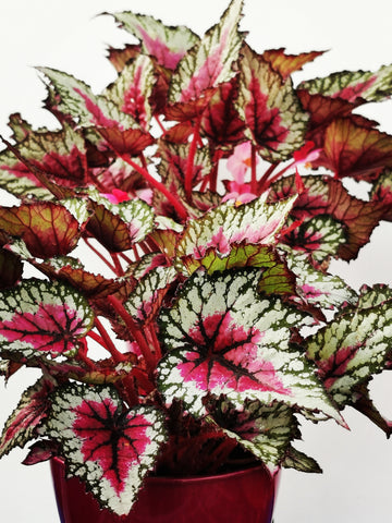 Begonia Plug Plants – Page 4 – Dibleys