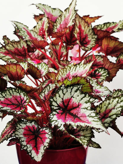 Begonia Moulin Rouge