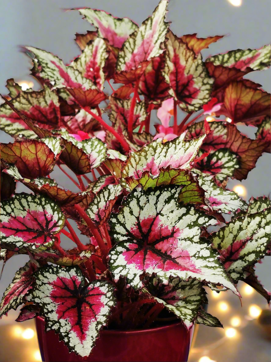 Begonia Moulin Rouge