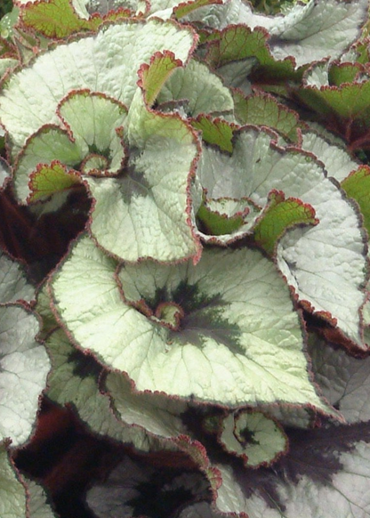 Begonia Namur