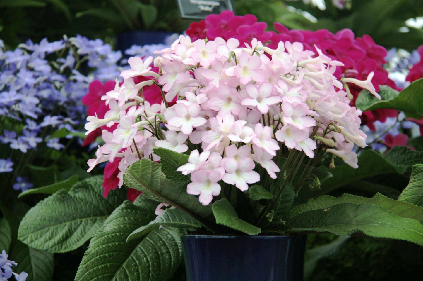 Streptocarpus Nia