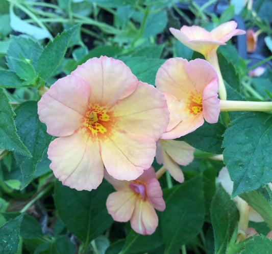 Achimenes Orange Orchard