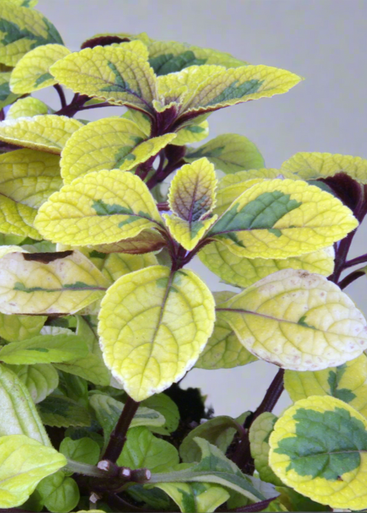 Plectranthus Easy Gold