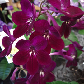 Streptocarpus Dibley's Patricia