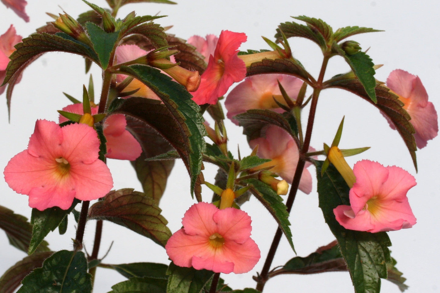 Achimenes Peach Glow