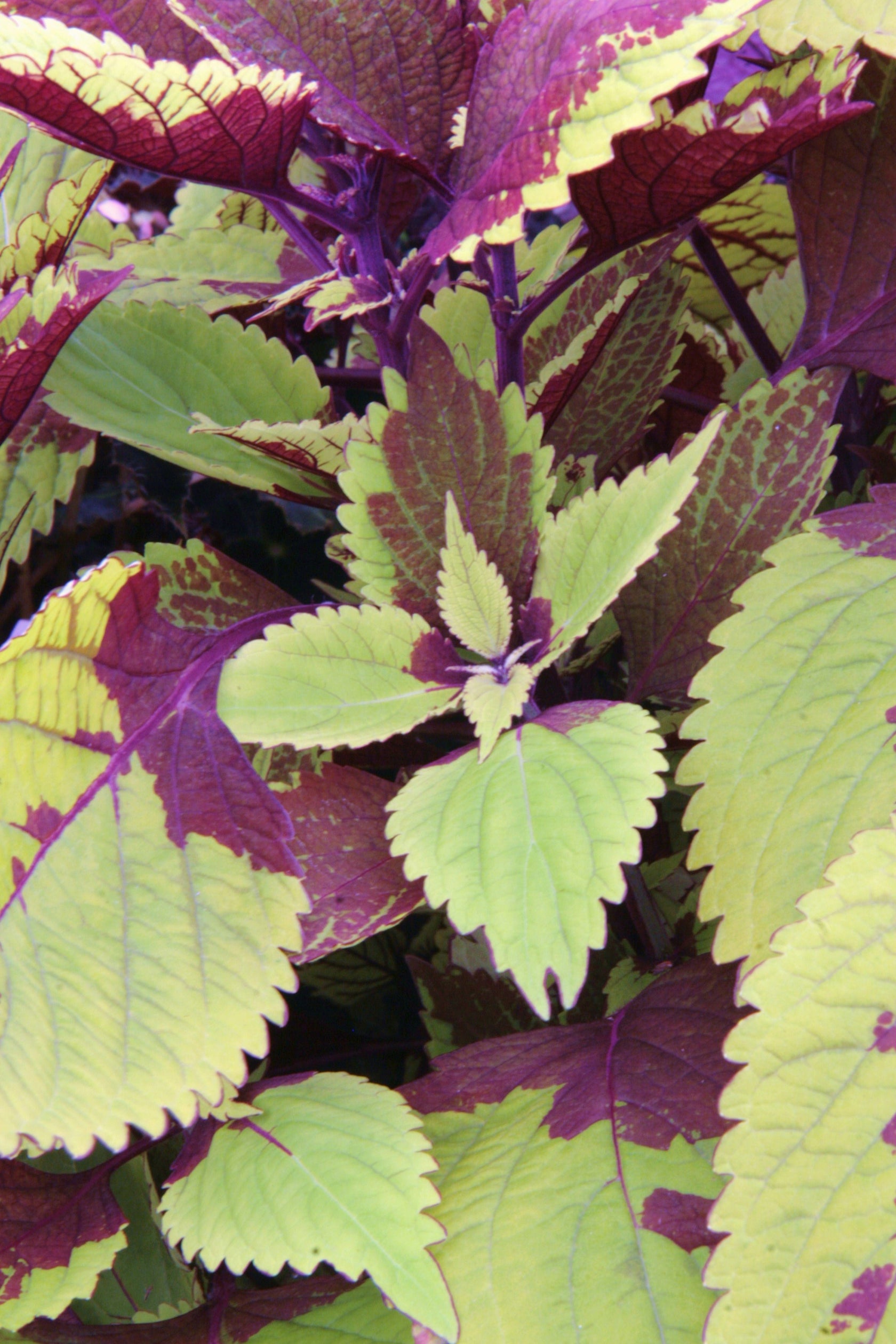 Solenostemon Coleus Pineapple Beauty Dibleys