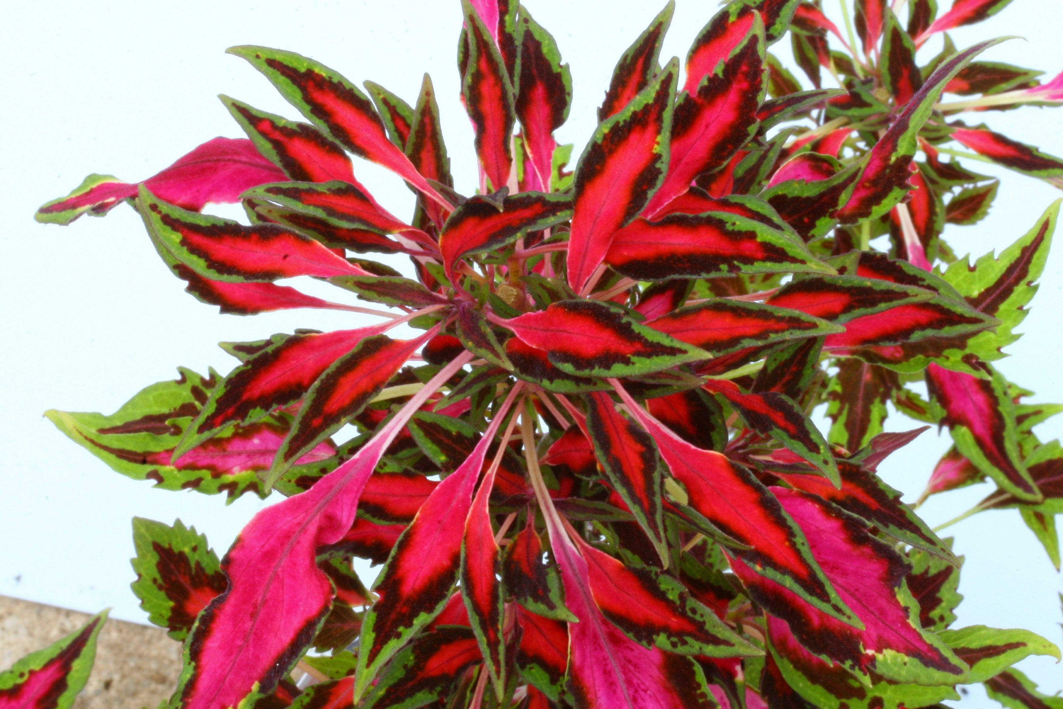 Solenostemon (Coleus) Pink Chaos – Dibleys