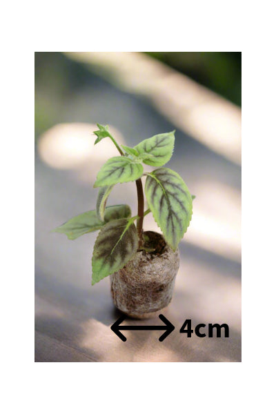 Achimenes Admirabilis